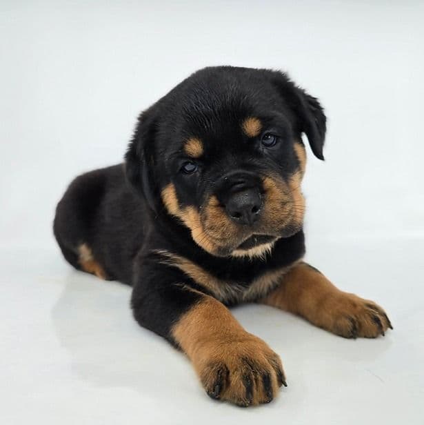 Jody - Rottweiler Female