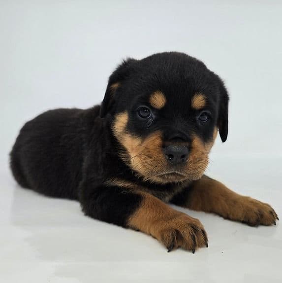 Josie - Rottweiler Female