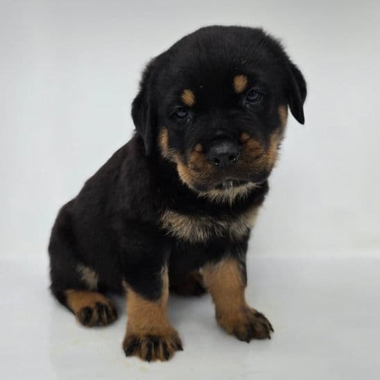 Jupp - Rottweiler Male