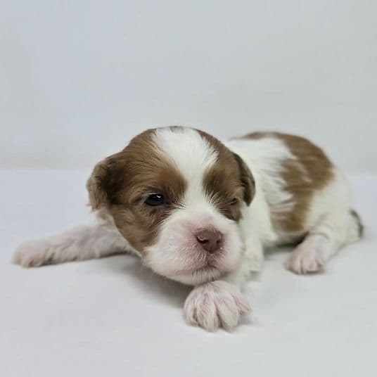 Liv - Shih-Poo Female