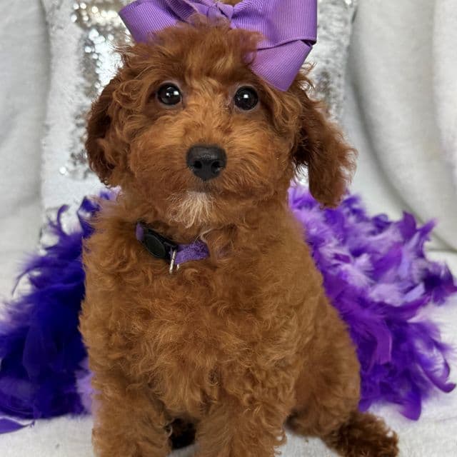Tally Purple Girl - Goldendoodle Female