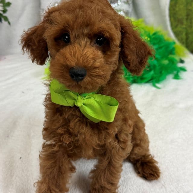 Tally Green Boy - Goldendoodle Male