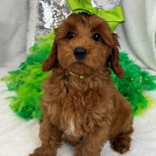 Braley Green Girl - Goldendoodle Female