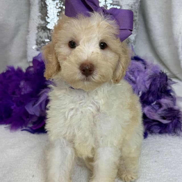 Gracie Purple Girl - Bernedoodle Female