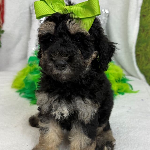 Gracie Green Girl - Bernedoodle Female