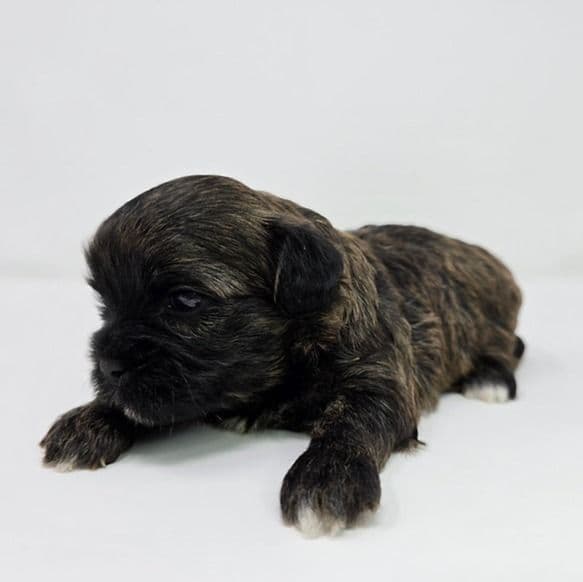 Lana - Shih-Poo Female