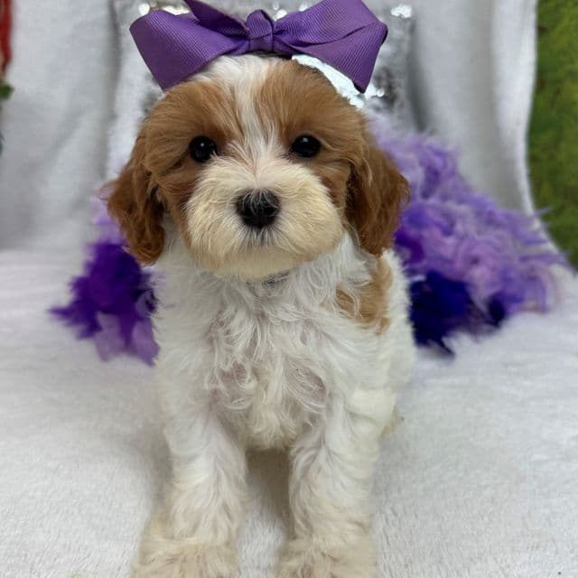 Mia Purple Girl - Cavapoo Female
