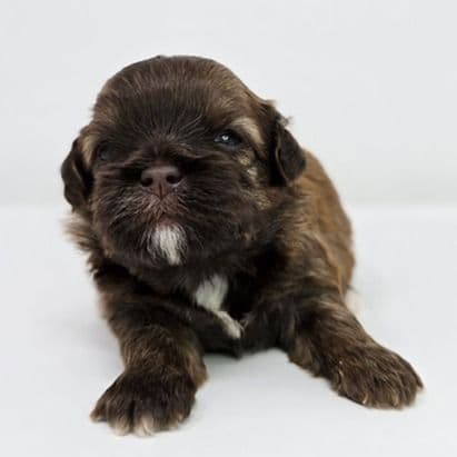 Lady  - Shih-Poo Female