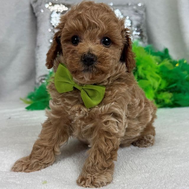 Chloe's Green Boy - Maltipoo Male