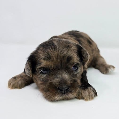 Lacey - Shih-Poo Female