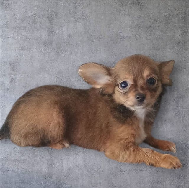 Dallas - Chorkie Male