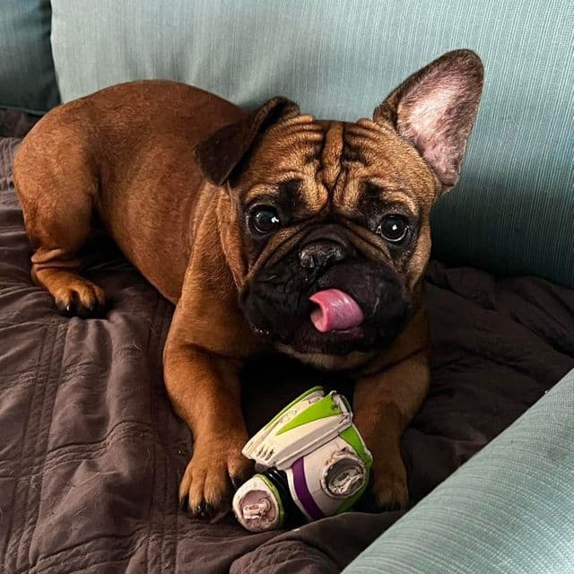 Dale  - French Bulldog Male