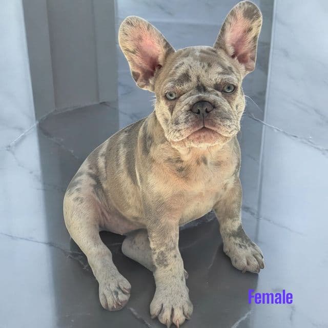 Puppy 1 - French Bulldog Female