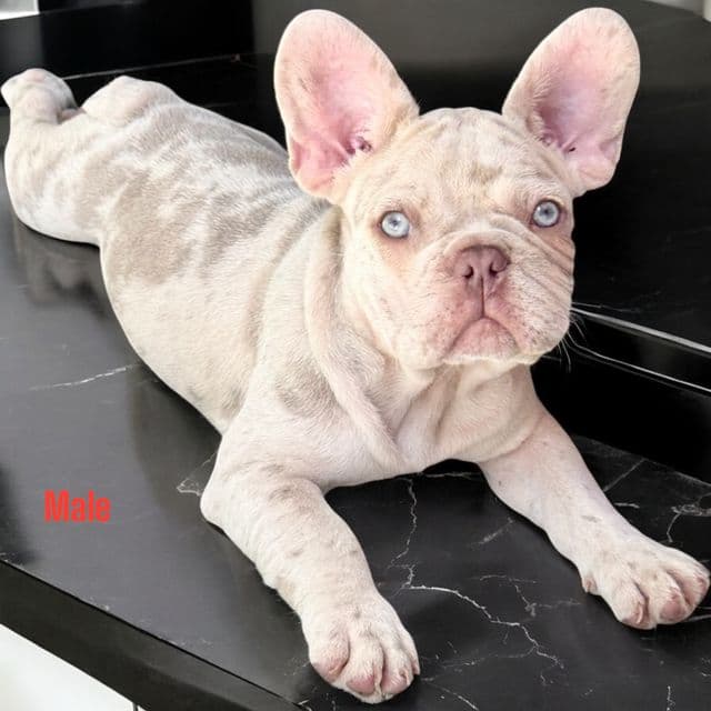 Puppy 2 - French Bulldog Male