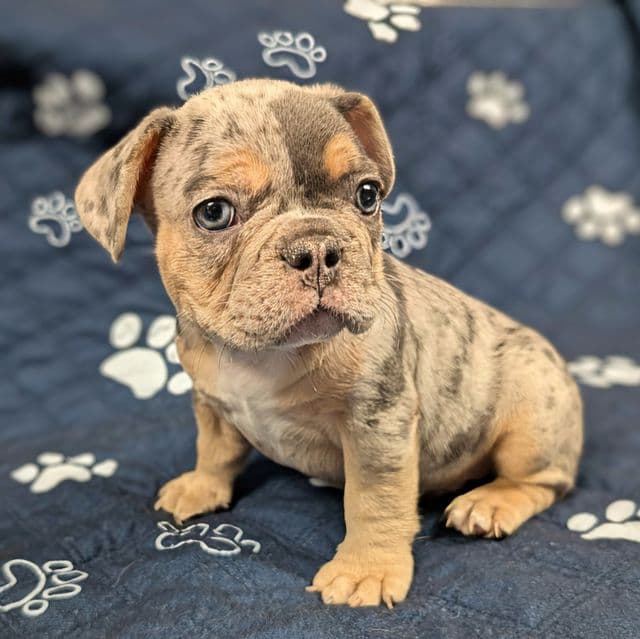 TriStar - French Bulldog Male