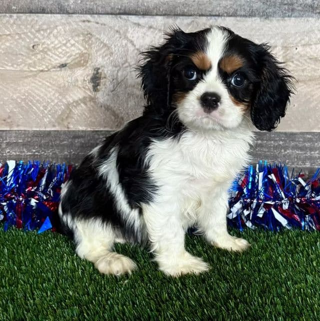 Walker - Golden Cavalier Male