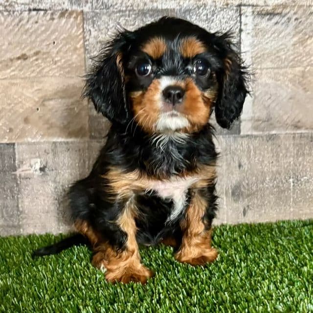 Winnie - Golden Cavalier Female