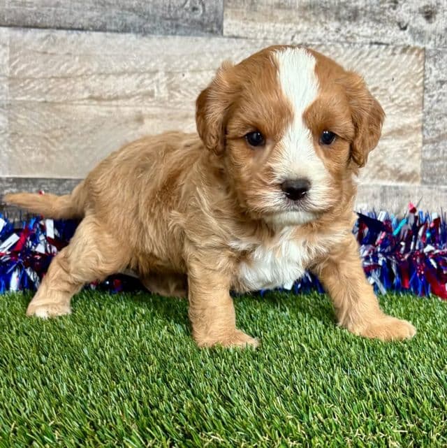 Cole - Cavapoo Male