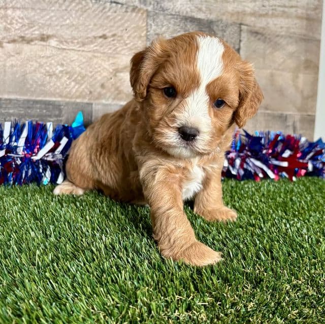 Cole - Cavapoo Male