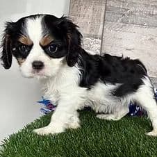 Waylon - Golden Cavalier Male