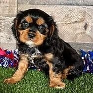 Winston - Golden Cavalier Male