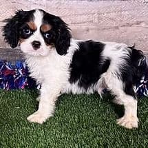 Walker - Golden Cavalier Male