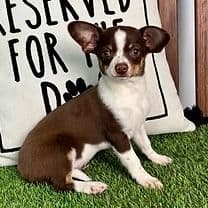 Lexi - Chihuahua Female