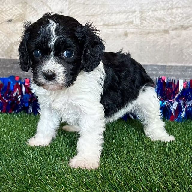 Chloe - Cavapoo Female