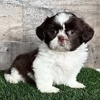Hadley - Shih Tzu Female