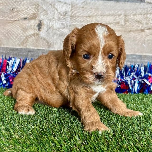 Coop - Cavapoo Male