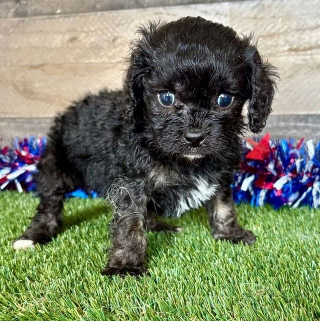 Cam - Cavapoo Male