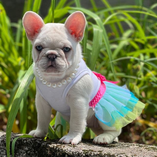 Pinky Pie - French Bulldog Female