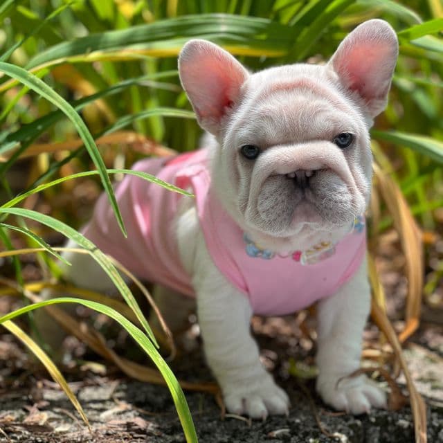 Ghost  - French Bulldog Male