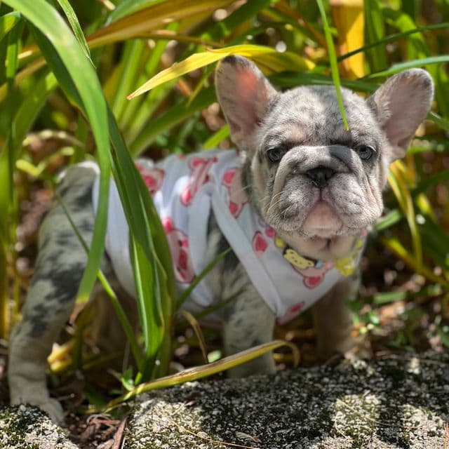 Onyx - French Bulldog Male