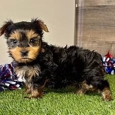 Rhett - Yorkshire Terrier Male
