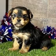 Ryker - Yorkshire Terrier Male