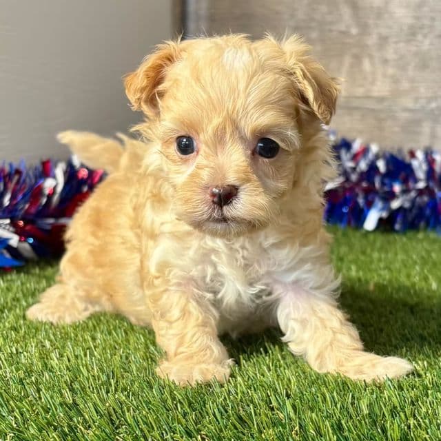 Myles - Maltipoo Male