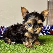 Ruby - Yorkshire Terrier Female