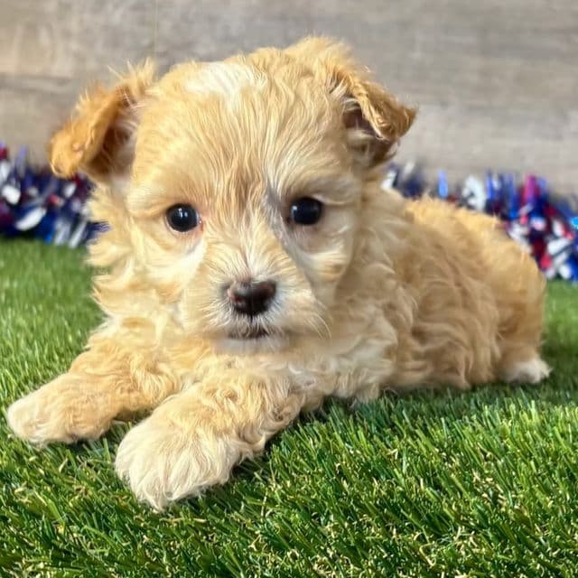 Mario - Maltipoo Male