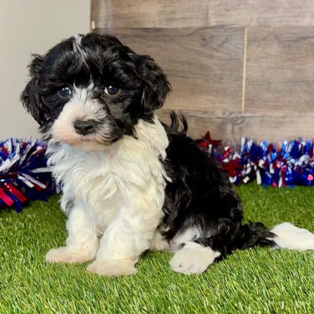 Marcus - Maltipoo Male