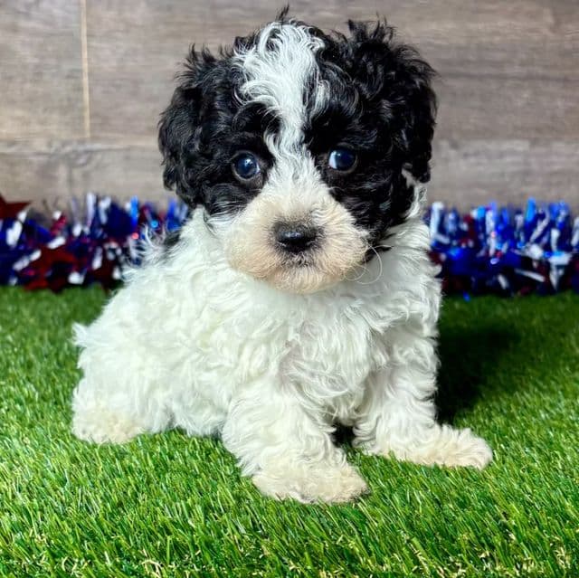 Madison - Maltipoo Female