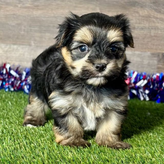Fitz - Morkie Male