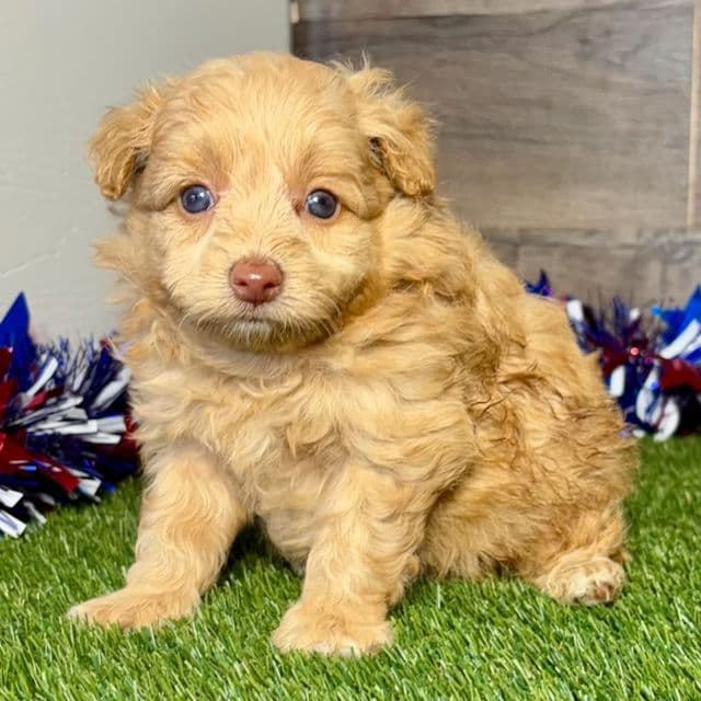 Jackson - Pomapoo Male