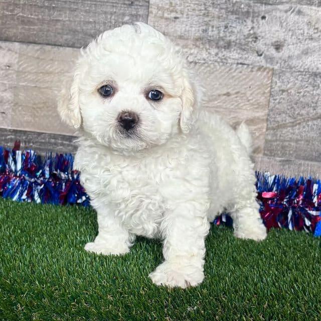 Ella - Shichon Female