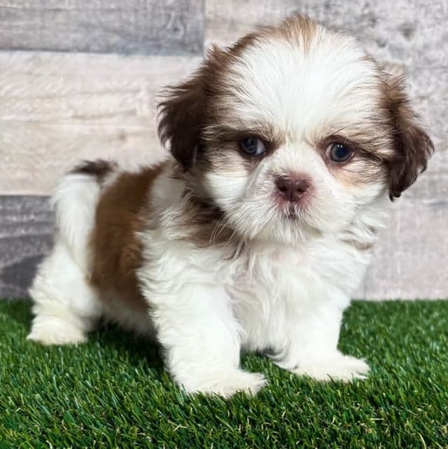Haley - Shih Tzu Female