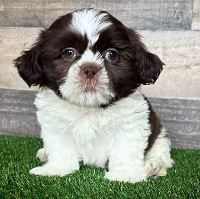 Hazel - Shih Tzu Female