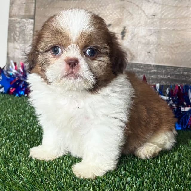 Hops - Shih Tzu Male