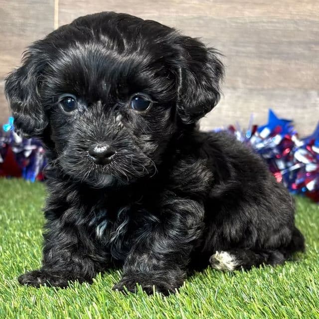 Paige - Yorkipoo Female