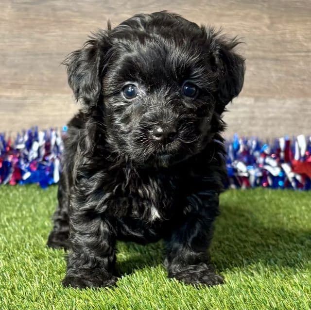 Paris - Yorkipoo Female