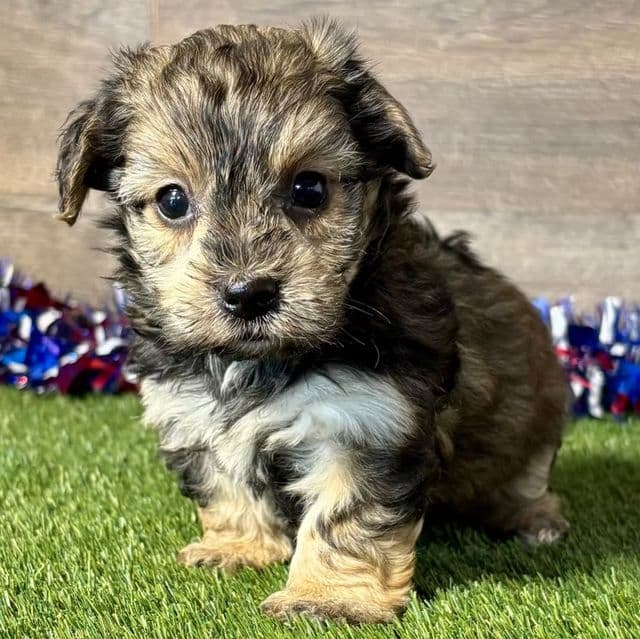 Pablo - Yorkipoo Male
